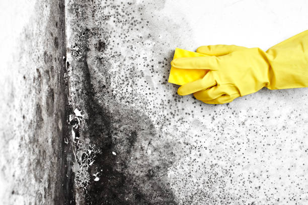 Best Mold Testing  in Rock Hall, MD