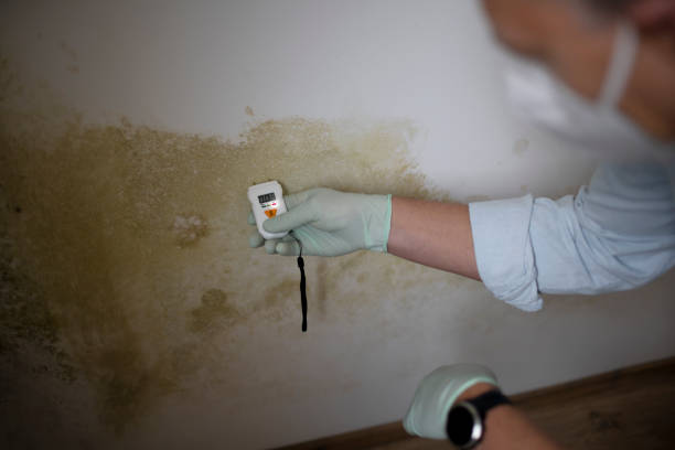 Best Water Damage Restoration  in Rock Hall, MD