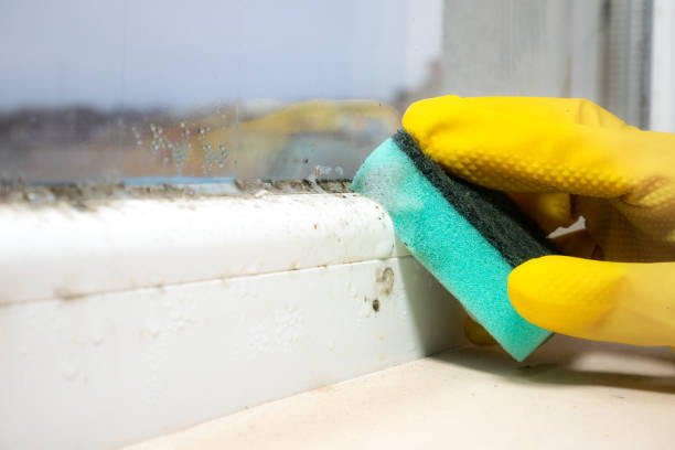 Best Mold Testing  in Rock Hall, MD