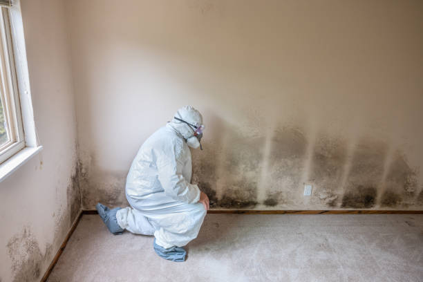 Best Mold Damage Repair  in Rock Hall, MD