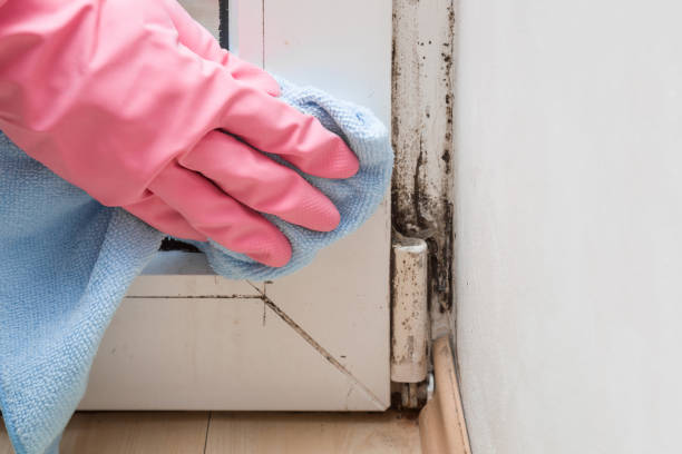 Best Mold Removal Process  in Rock Hall, MD