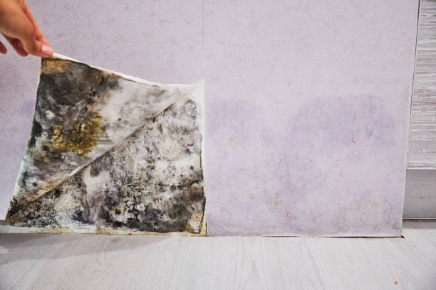 Best Residential Mold Removal  in Rock Hall, MD